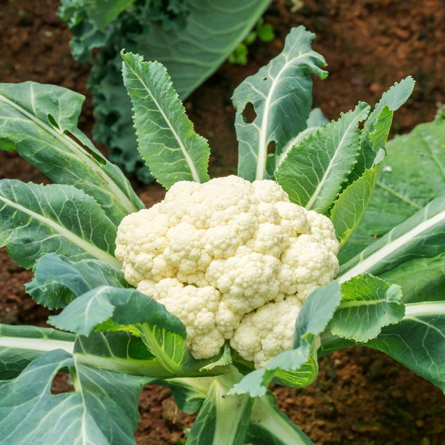 F1 Cauliflower (پھول گوبھی) 25 Seeds