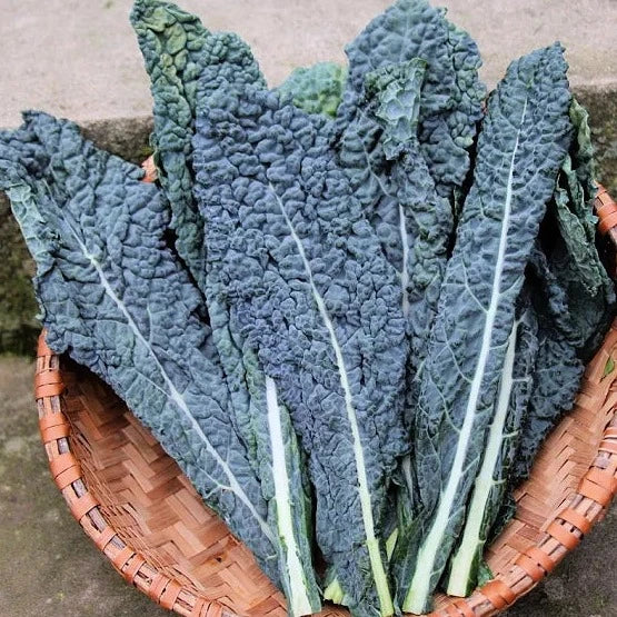 kale (کیل) 20 Seeds