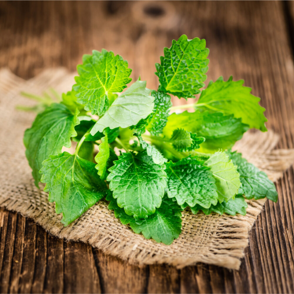 Imported Lemon Balm 50+ Seeds