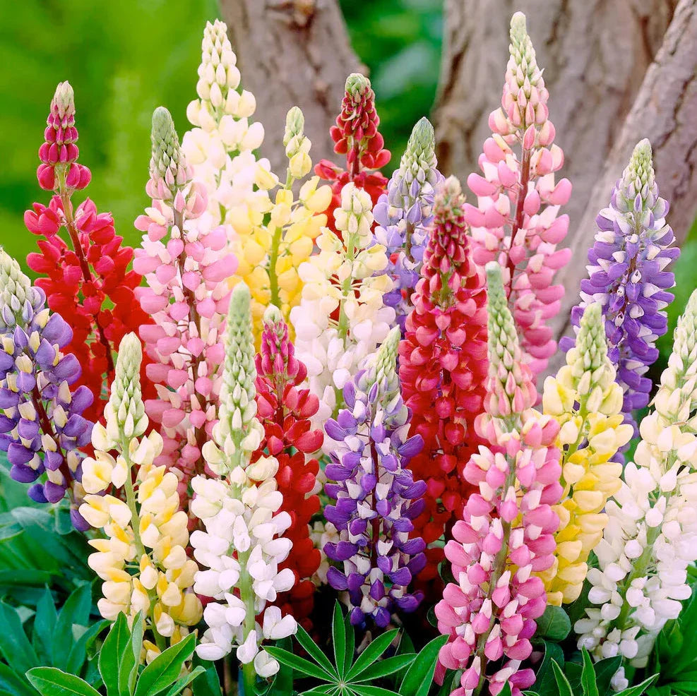 Imported Lupin Mix 20 Seeds