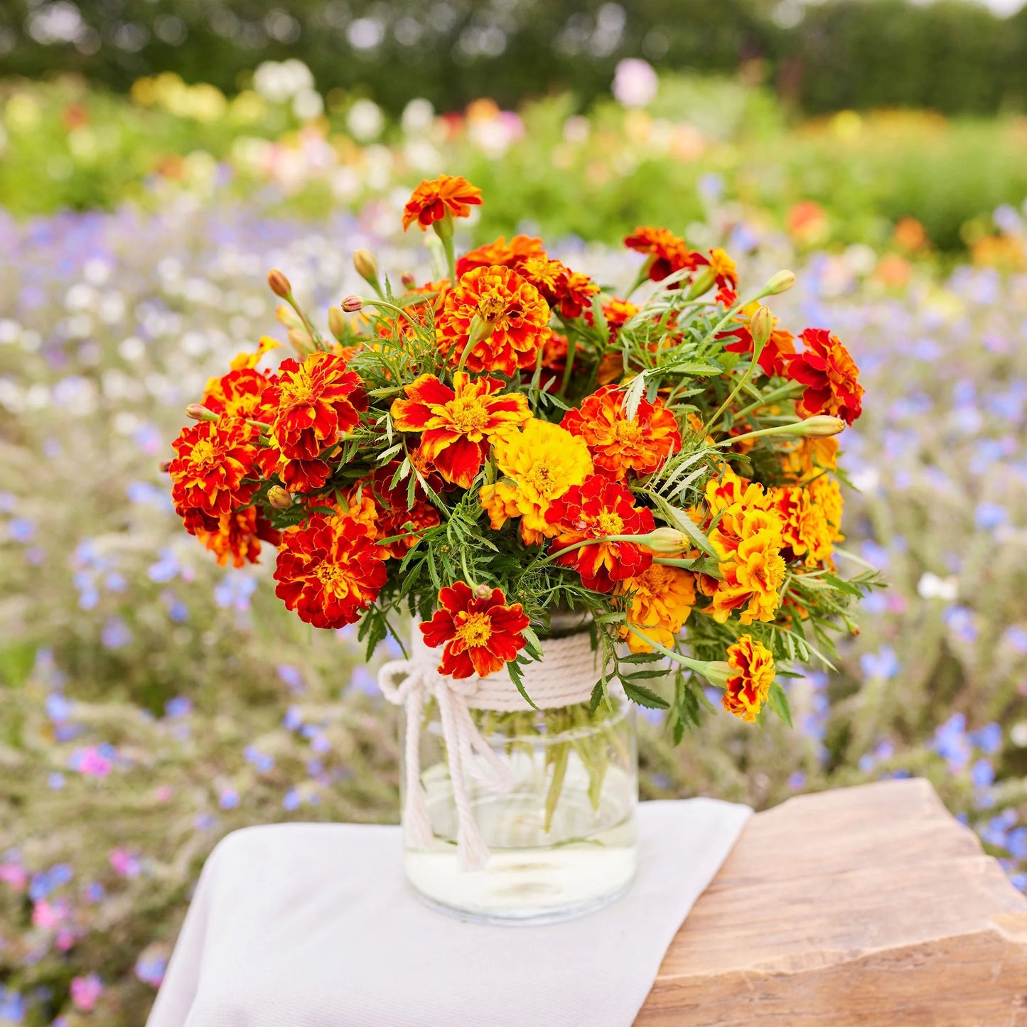 French Marigold (فرینچ میری گولڈ) 20+ Seeds