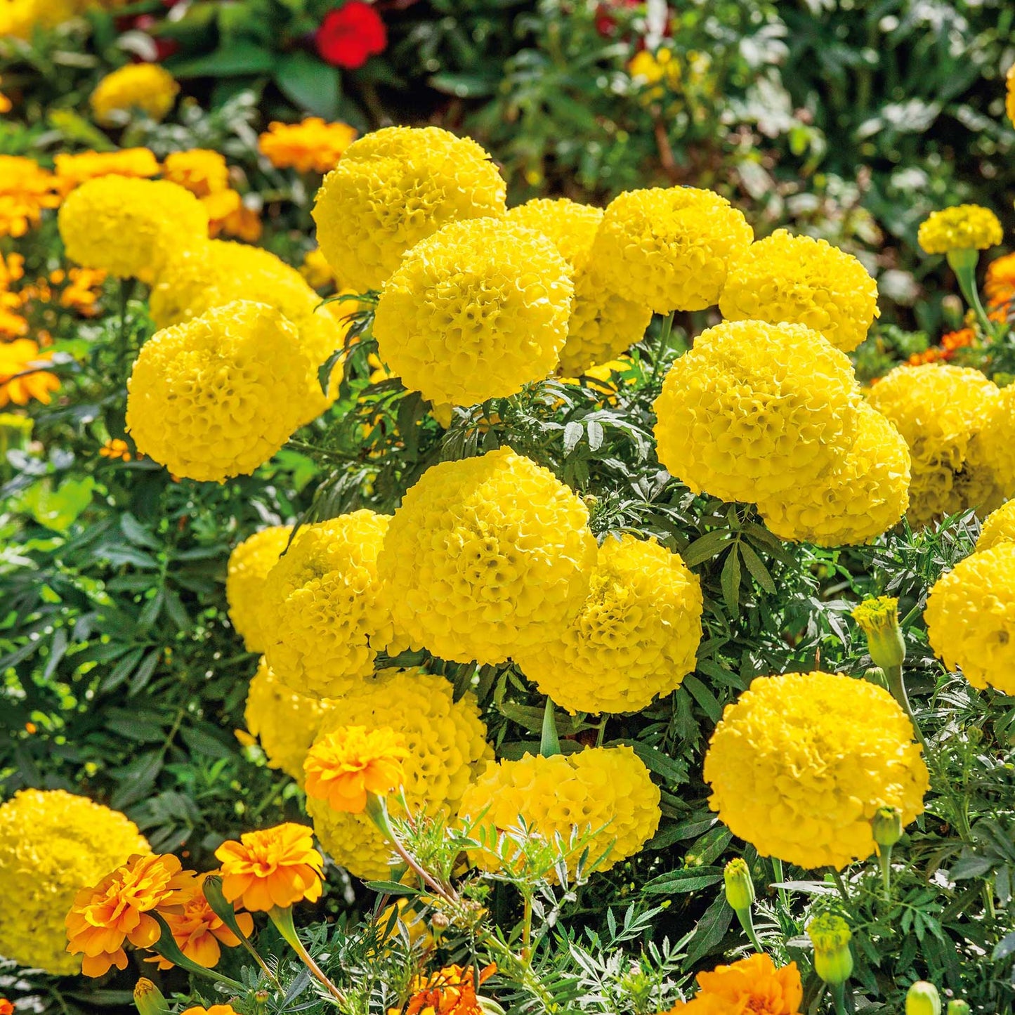 F1 African Marigold Yellow (افریکن میری گولڈ) 10 Seeds