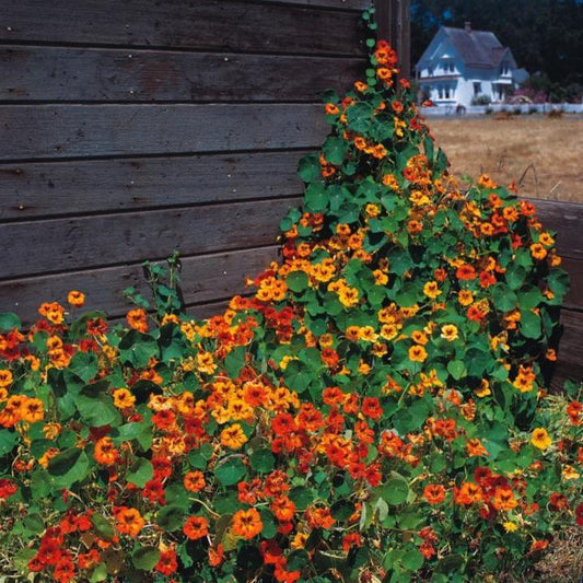 Nasturtium Mix (نسٹشیئم مکس) 10 Seeds