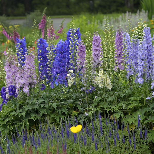 Larkspur (لارکس پر) 20+ Seeds