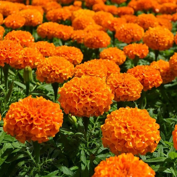 F1 African Marigold Orange (افریکن میری گولڈ) 10 Seeds