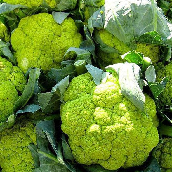 Green Cauliflower (گرین گوبھی) 20 Seeds