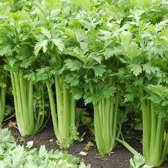 celery (سیلری) 100+ Seeds