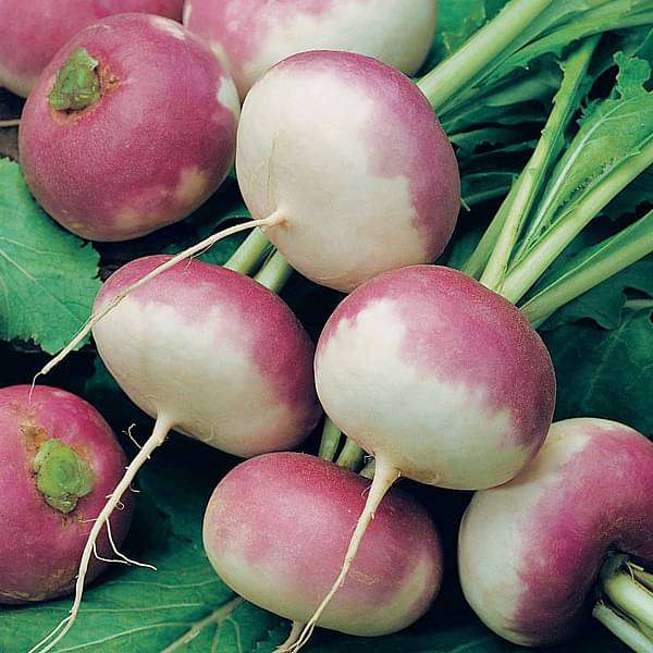 Turnip (شلجم) 500+ Seeds