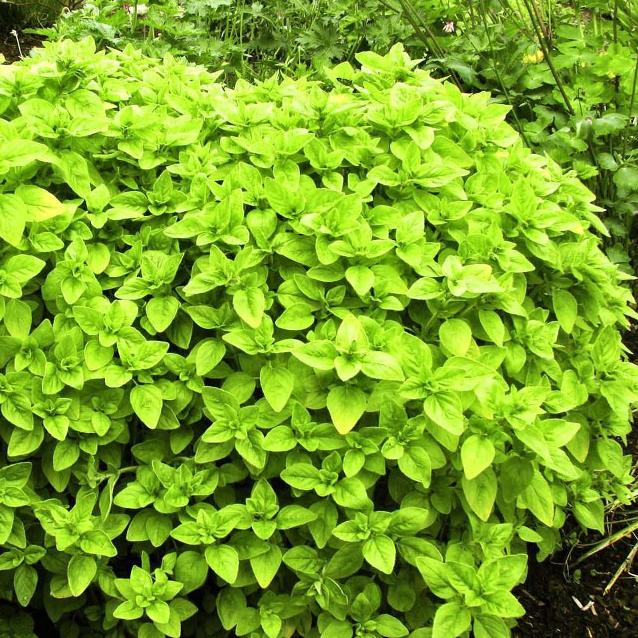 Imported Sweet Marjoram 50+ Seeds