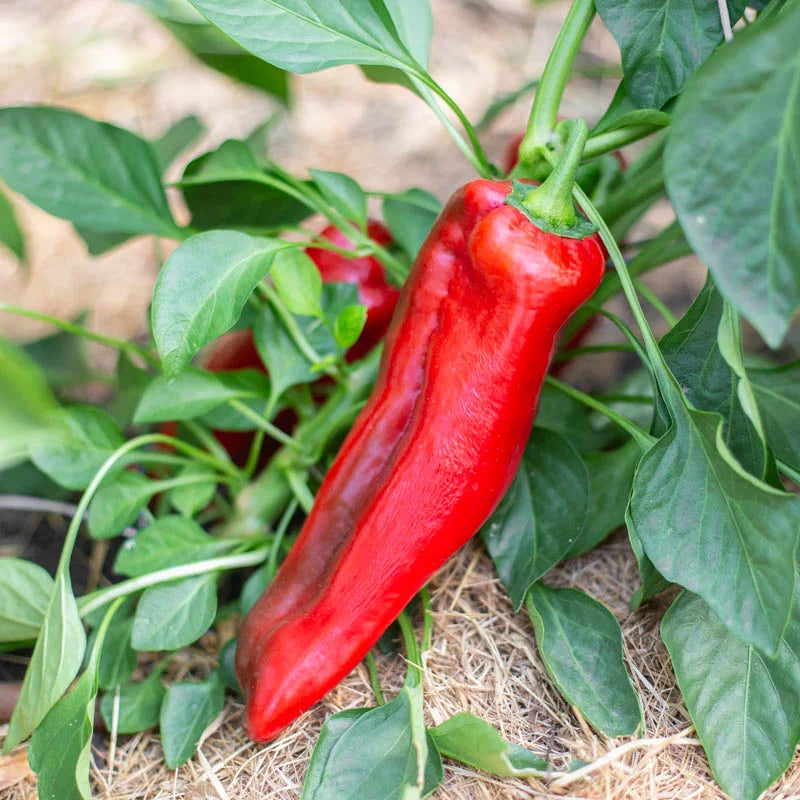 Hortus Peperone Corno Di Toro Rosso Peppers 2.5gm