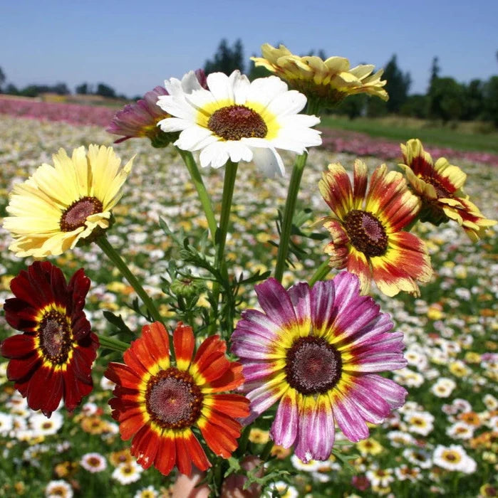 Chrysanthemum Rainbow (گل دائودی رینبو ) 20+ Seeds