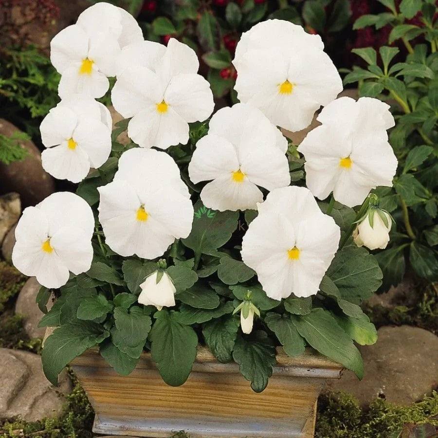 Imported Pensy White (Viola) 30+ Seeds