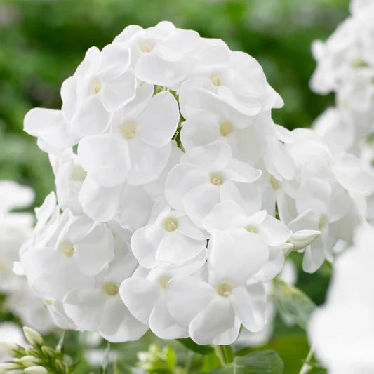 Phlox White (فلوکس وائٹ) 20+ Seeds