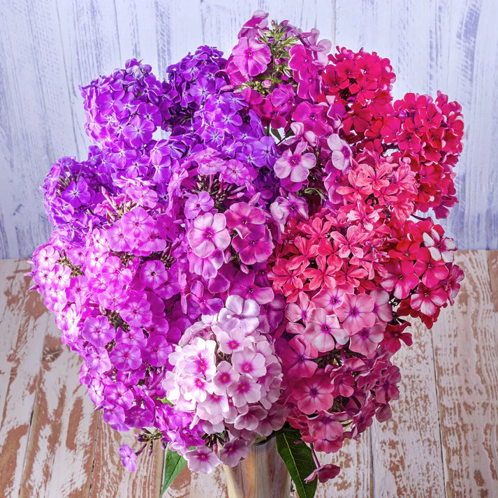 Phlox Mix (فلوکس مکس) 20+ Seeds