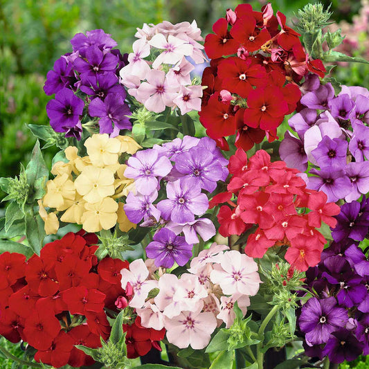 Phlox Mix (فلوکس مکس) 20+ Seeds