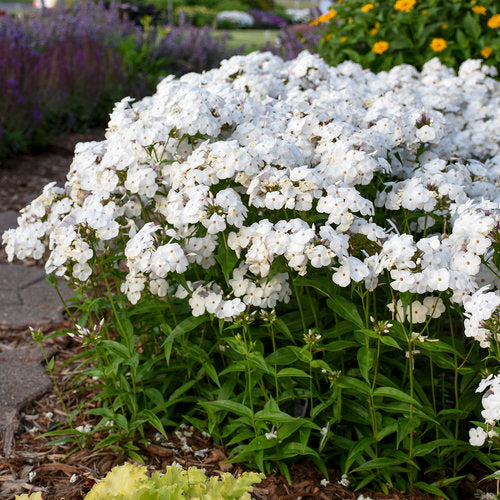 Phlox White (فلوکس وائٹ) 20+ Seeds