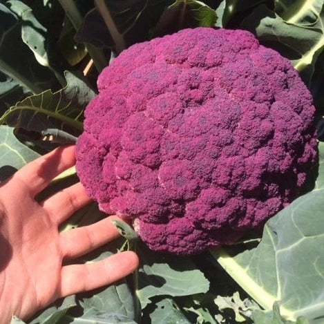 Purple Cauliflower (پرپل گوبھی) 20 Seeds