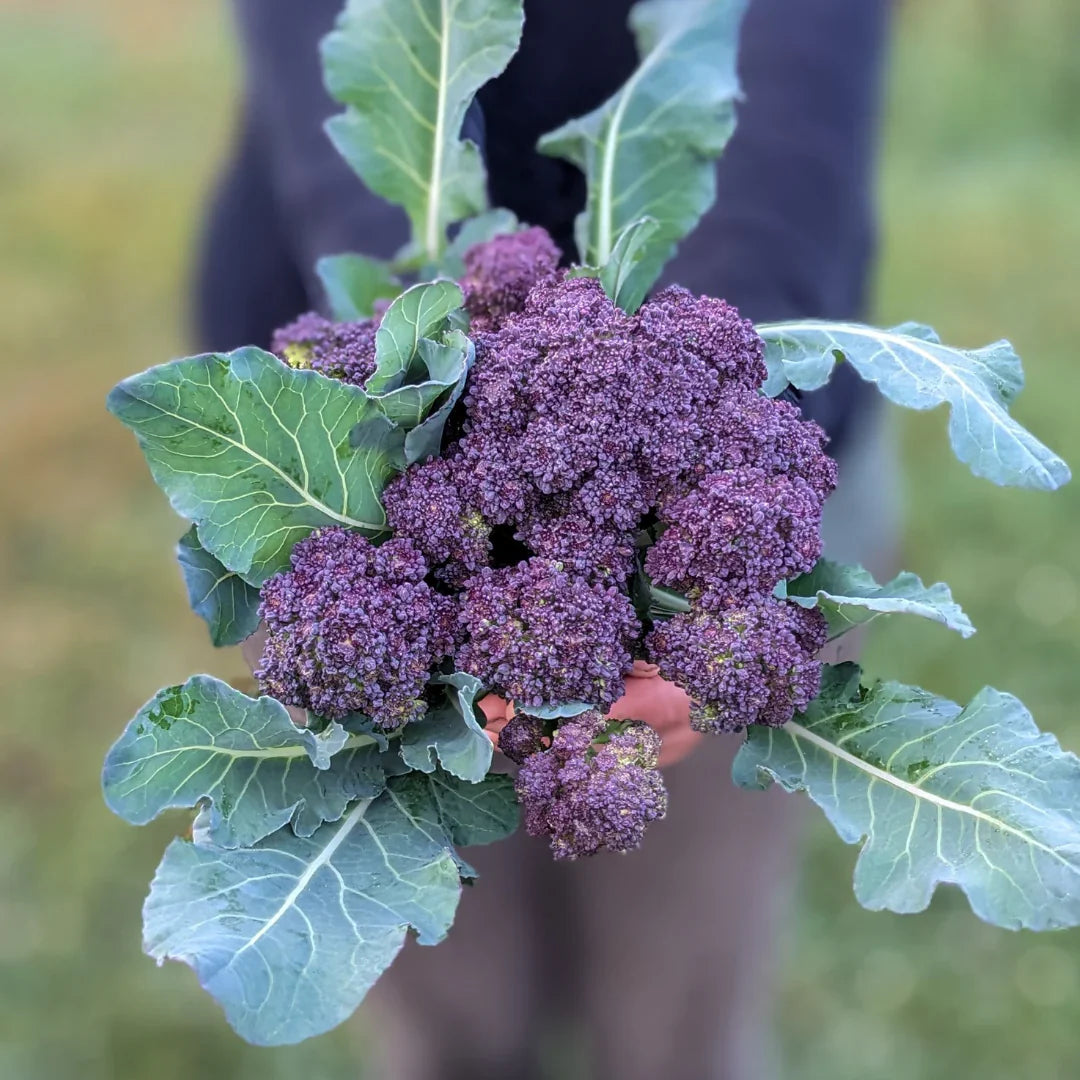 Imported Purple Broccoli 20 Seeds