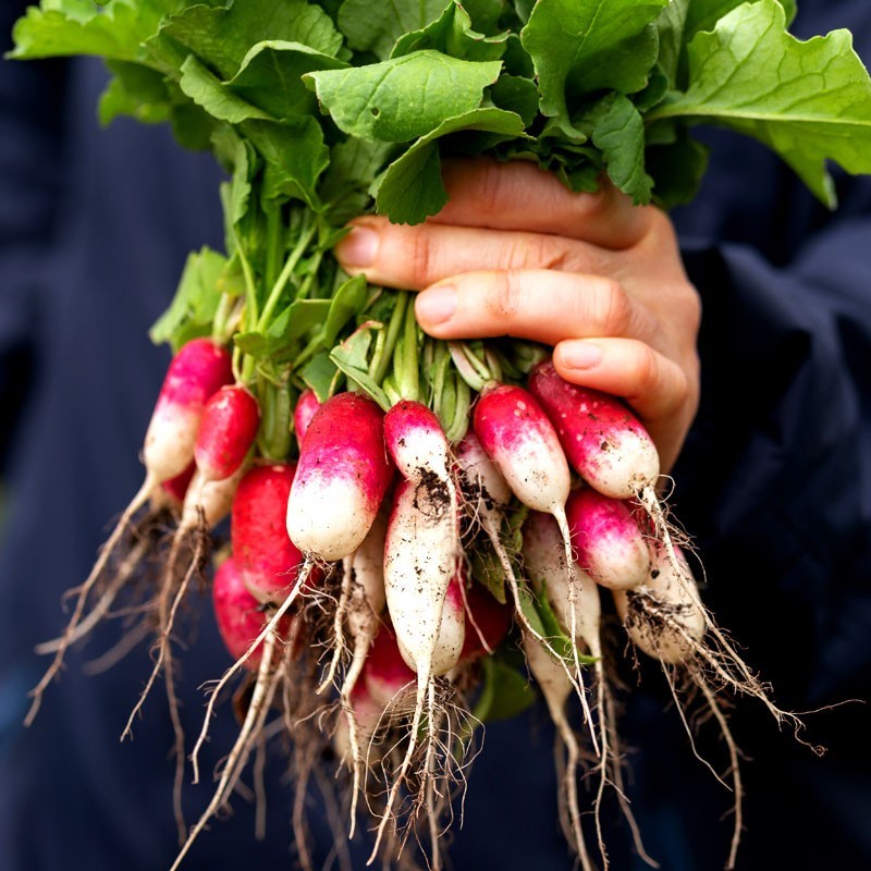 Flamebyont Radish (فلیم بیونٹ مولی) 30+ Seeds