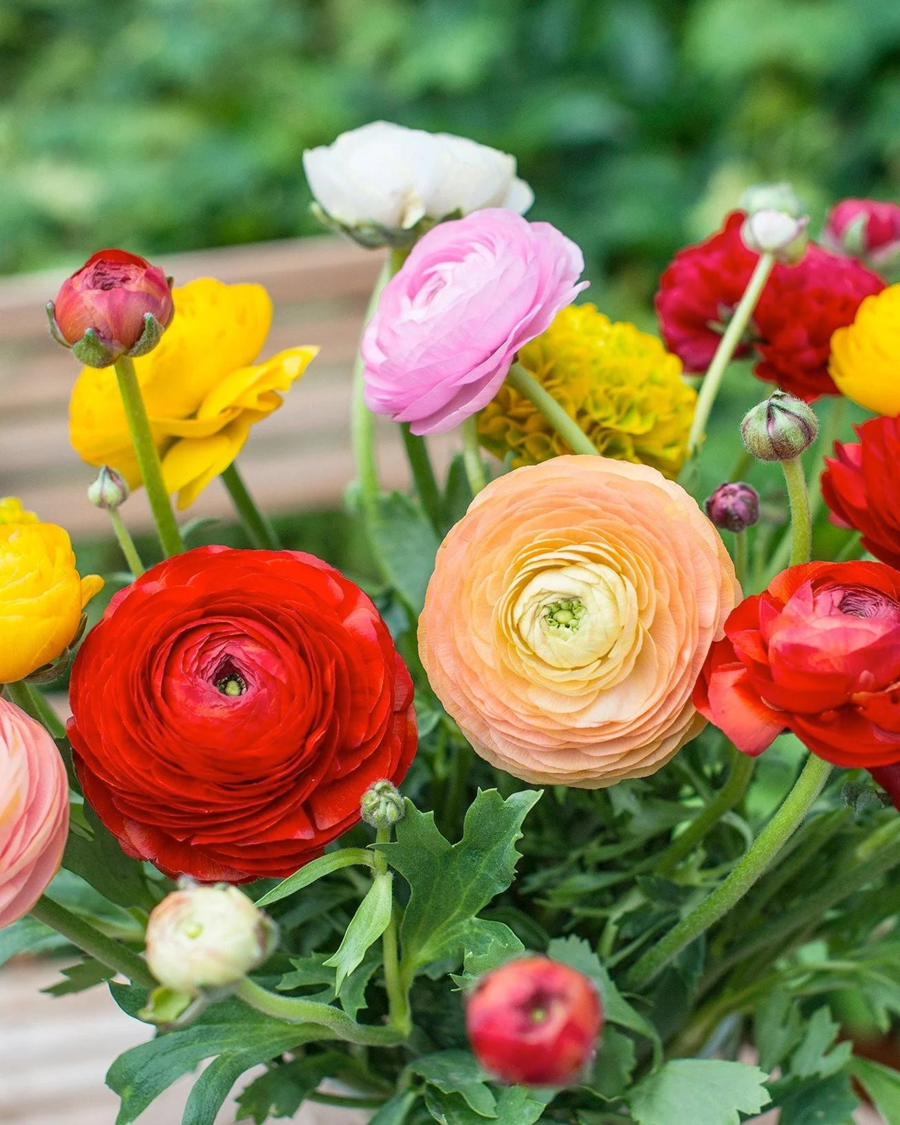 Ranunculus Mix