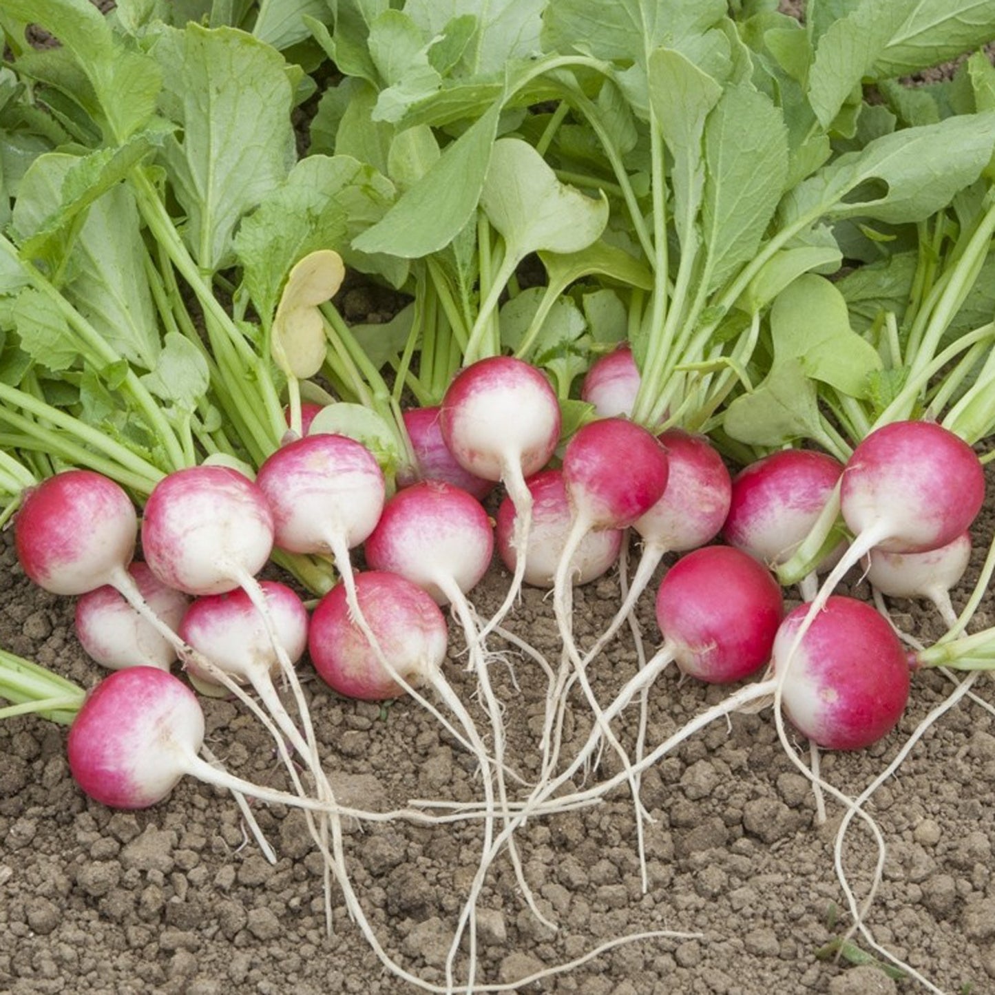 Hortus Red Radish (Ravanlello National 2) 10gm