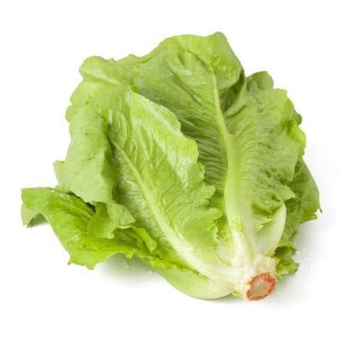 Romaine Salad (رومین سلاد) 50 Seeds