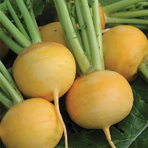 Golden Turnip (گولڈن شلجم) 150+ Seeds