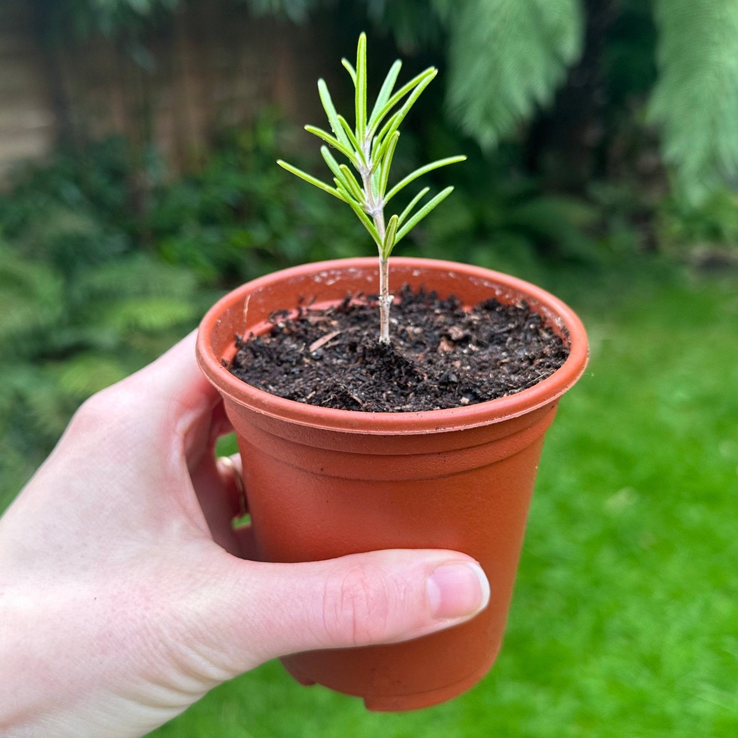 Imported Rosemary 30+ Seeds