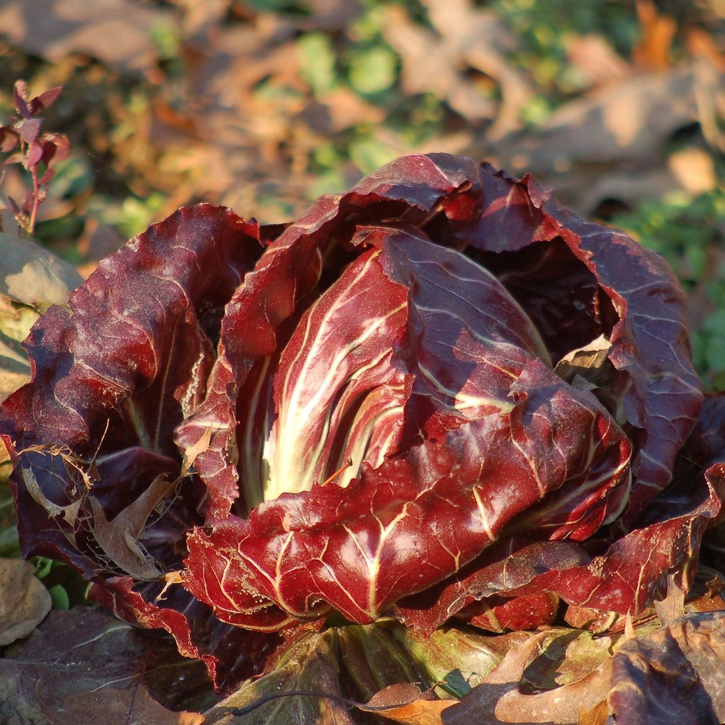 Red Chicory Lettuce (ریڈ چکوری سلاد) 70+ Seeds