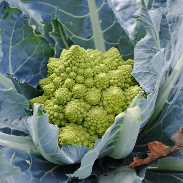 Romanesco Cauliflower (رومینسکو گوبھی) 20 Seeds