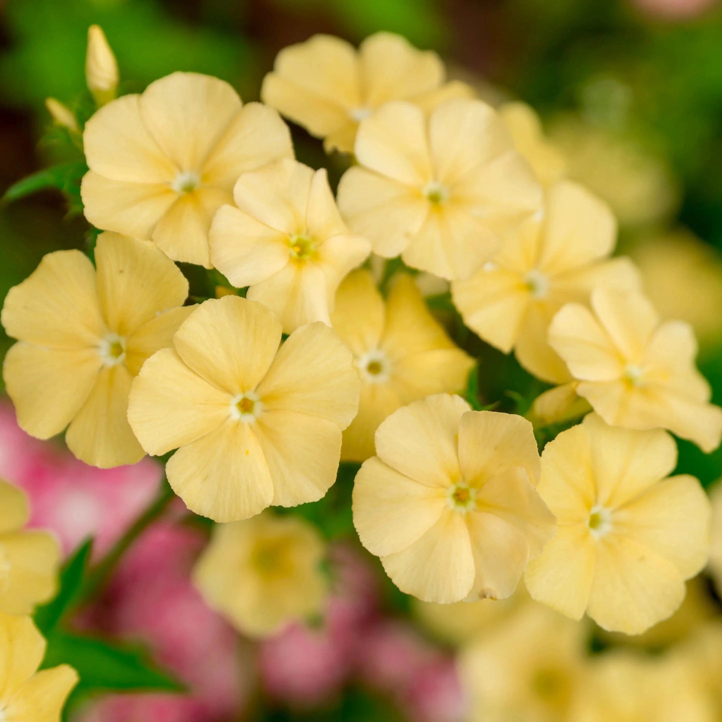 Phlox Yellow (فلوکس ییلو) 20+ Seeds