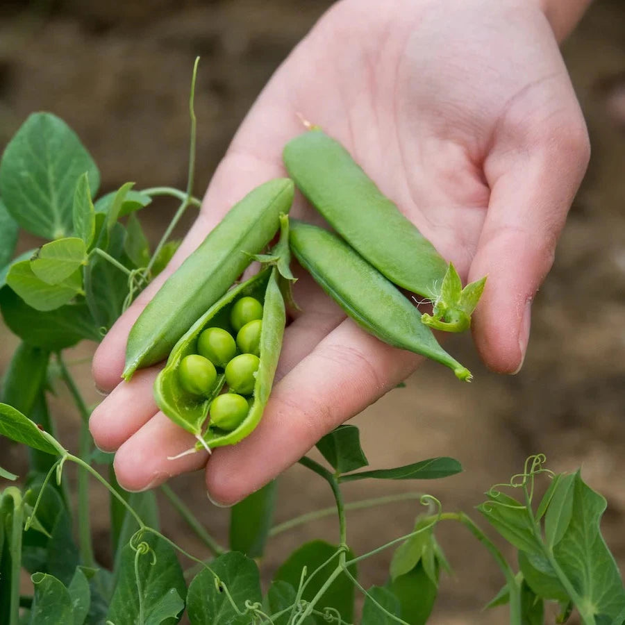 Green Peas (مٹر) 40+ Seeds