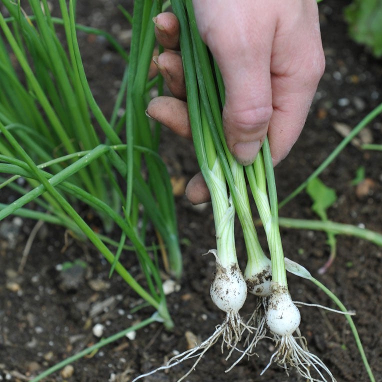 Spring Lisbon Onion (سپرینگ پیاز) 40+ Seeds