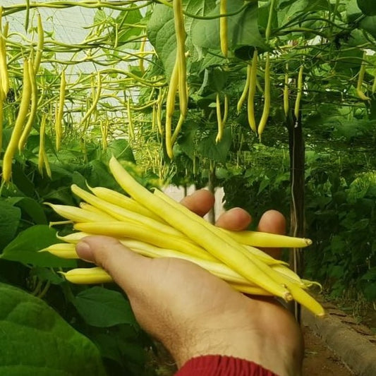 Yellow Pole Bean (ییلو پول بین) 10 Seeds