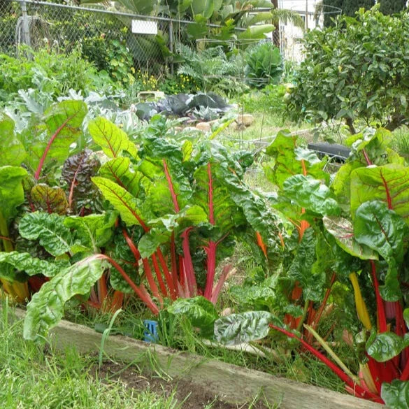 Swiss Chard(سوس چارڈ) 30+ Seeds