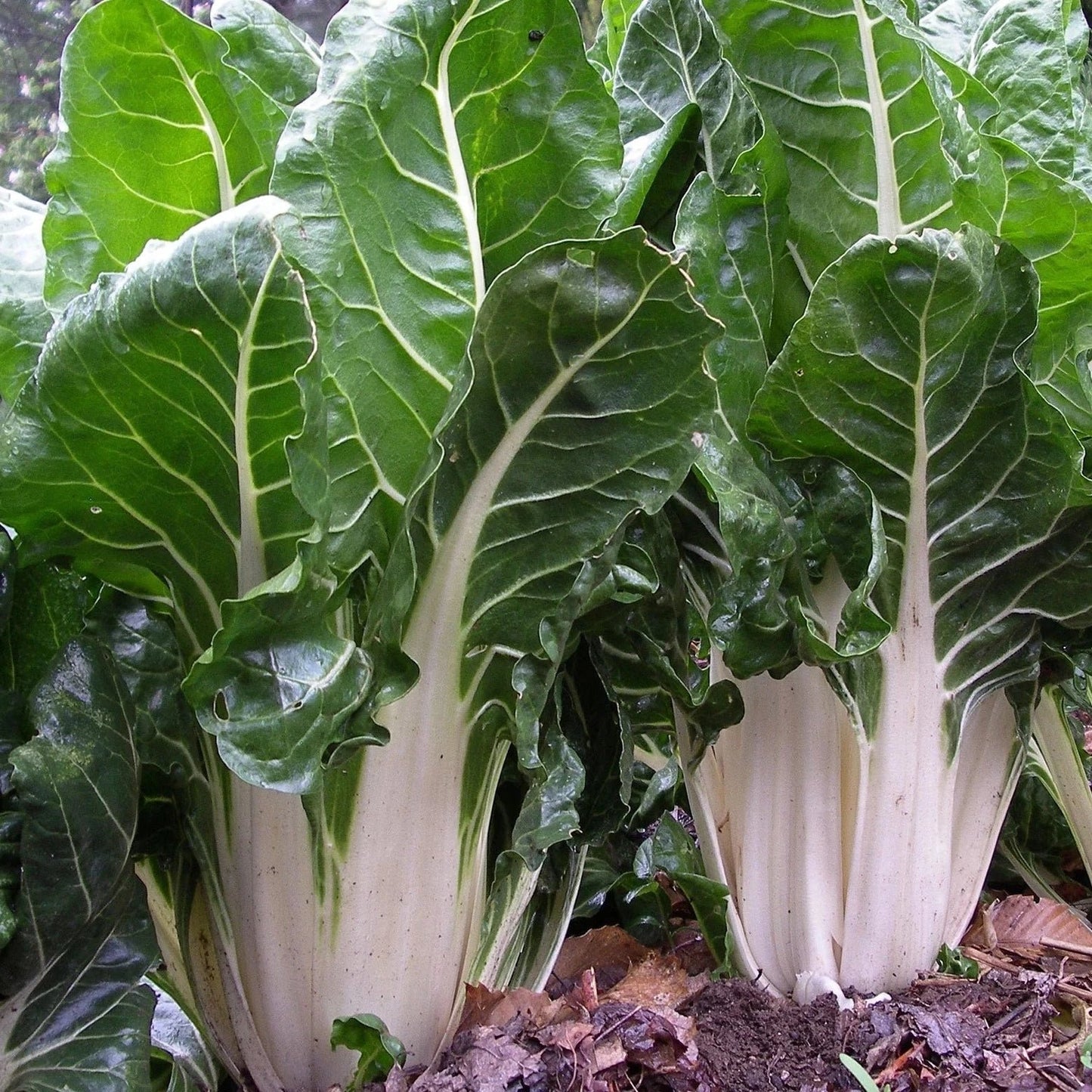 Swiss Chard(سوس چارڈ) 30+ Seeds