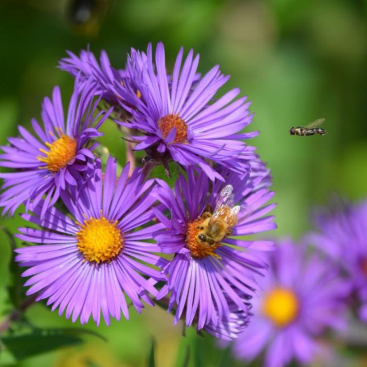 Aster New England (آسٹر نیو انگلیڈ) 30+ Seeds