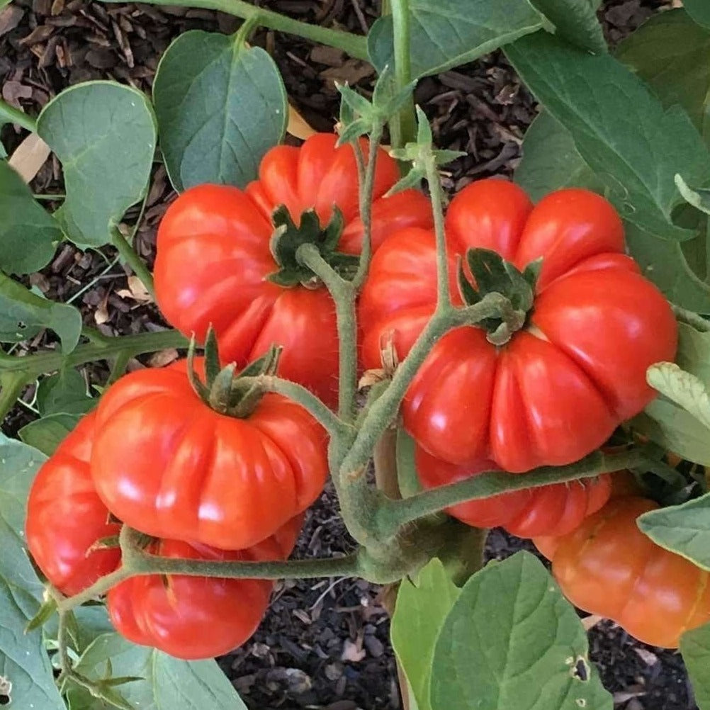 Costoloto tomatoes (کوسٹو لوٹو ٹماٹر) 10 Seeds