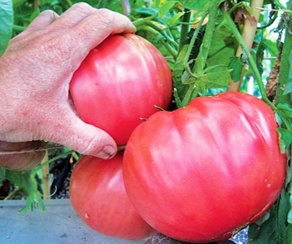 Brandywine Pink Tomatoes (برینڈی وائن ٹماٹر) 15 Seeds