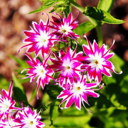 Imported Phlox Twinkle (ٹونیکل ٹال) 20+ Seeds