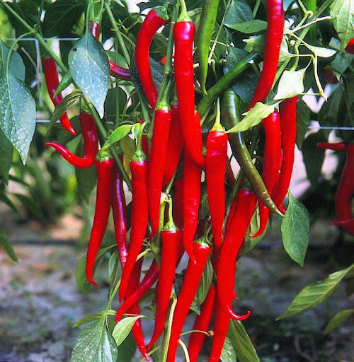 Hortus Peperone Cayenna Peppers 2.5gm