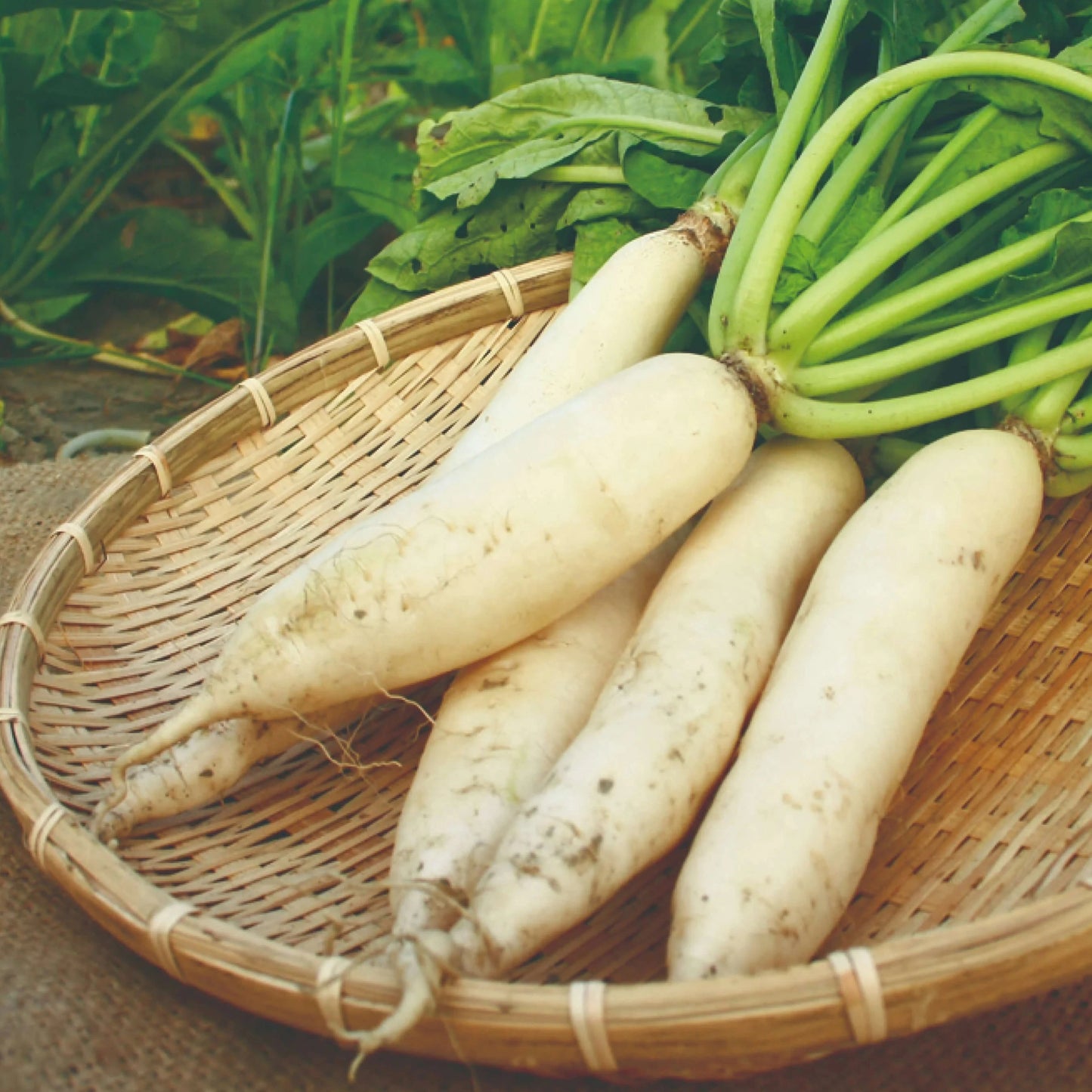 White Radish (سفید مولی) 100+ Seeds