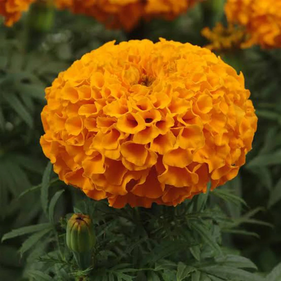 F1 African Marigold Orange (افریکن میری گولڈ) 10 Seeds