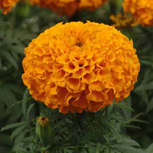 F1 African Marigold Orange (افریکن میری گولڈ) 10 Seeds