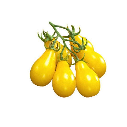 Yellow Candy Tomatoes (کینڈی ٹماٹر) 10 Seeds